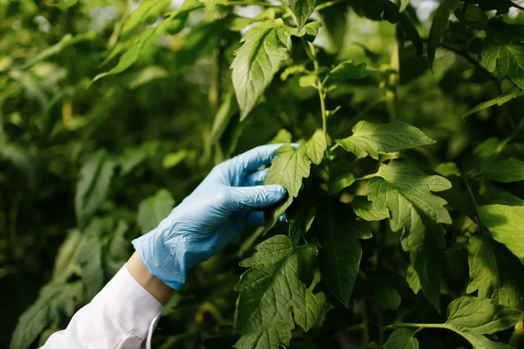 Agroalimentario y bioeconomía